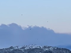 Haliaeetus
