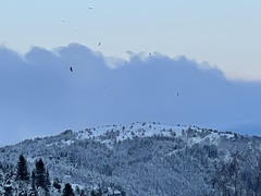 Haliaeetus