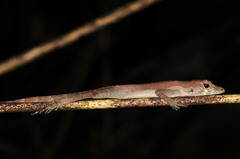 Anolis gundlachi