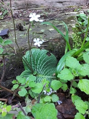 Streptocarpus polyanthus