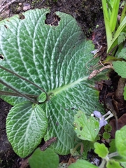 Streptocarpus polyanthus