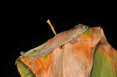 Anolis gundlachi