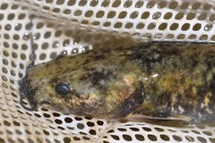 Pylodictis olivaris