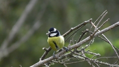 Cyanistes teneriffae teneriffae