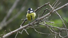 Cyanistes teneriffae teneriffae