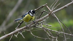 Cyanistes teneriffae teneriffae