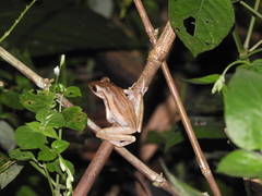 Polypedates leucomystax