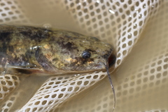 Pylodictis olivaris