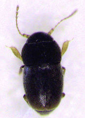 Ptiliodes austerus
