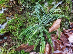 Asplenium trichomanes trichomanes
