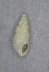 Odostomia virginalis