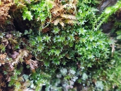 Ptychostomum moravicum