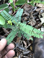 Abrus precatorius africanus