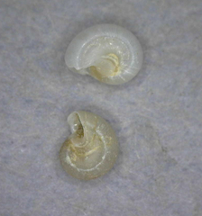 Teinostoma supravallatum