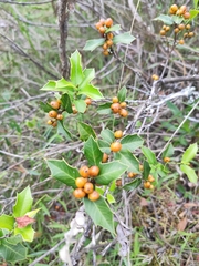 Maytenus ilicifolia