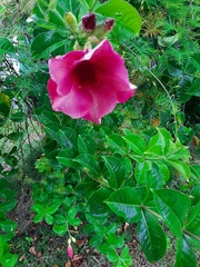 Allamanda blanchetii image