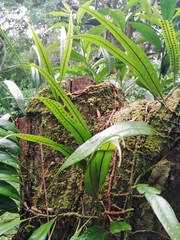 Pleopeltis polylepis