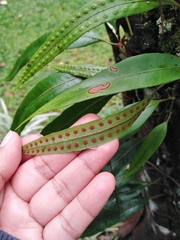 Pleopeltis polylepis