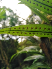 Pleopeltis polylepis