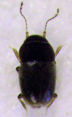 Ptiliodes austerus
