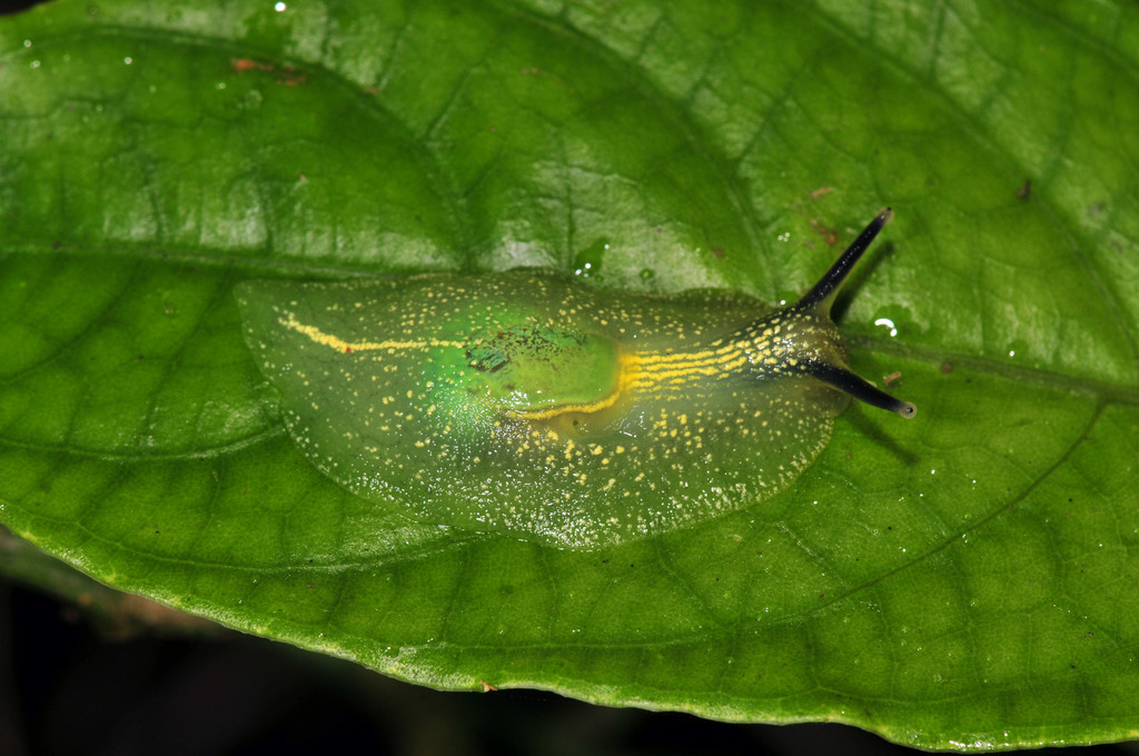 Puerto Rican Semi-slug