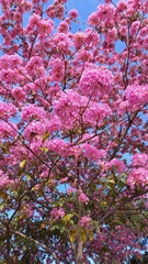 Handroanthus impetiginosus