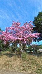 Handroanthus impetiginosus