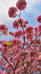 Handroanthus impetiginosus