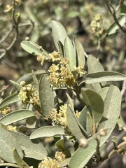 Croton gratissimus subgratissimus