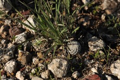 Mammillaria albiflora