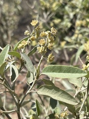 Croton gratissimus subgratissimus