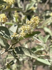 Croton gratissimus subgratissimus