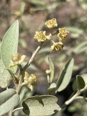 Croton gratissimus subgratissimus