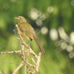 Saltator striatipectus