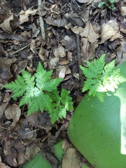 Doryopteris concolor