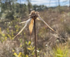 Rhynchospora latifolia image
