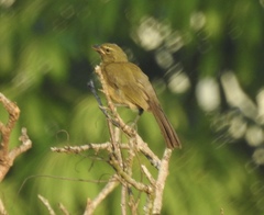 Saltator striatipectus