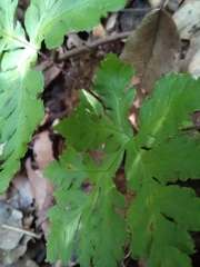 Doryopteris concolor