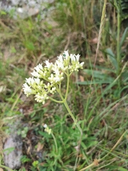 Galianthe centranthoides