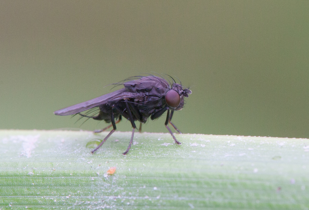 Dichaeta caudata