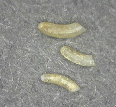 Caecum orcutti