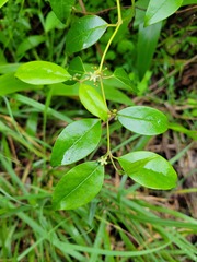 Cassinopsis ilicifolia