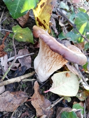 Hohenbuehelia petaloides