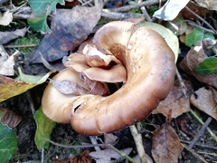 Hohenbuehelia petaloides