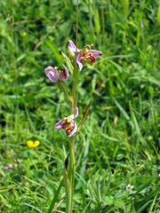 Ophrys apifera trollii