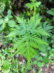 Doryopteris concolor