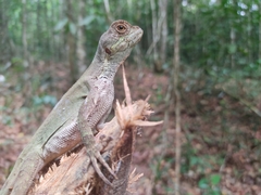 Enyalius catenatus