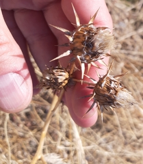 Asteraceae