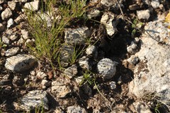 Mammillaria albiflora