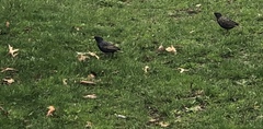 Sturnus vulgaris